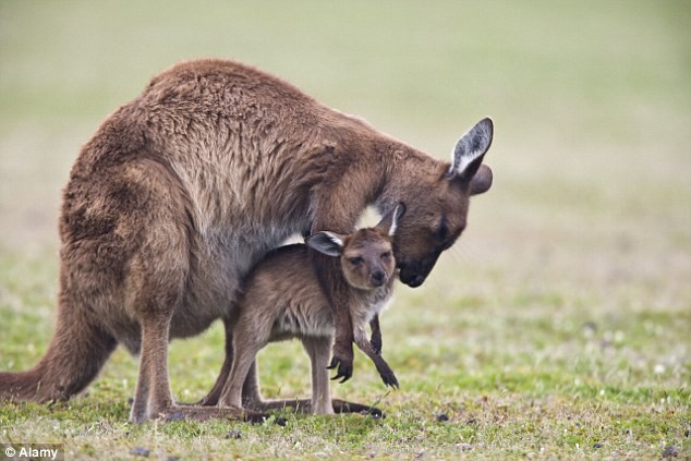 Đảo[-]Chuột[-]Túi[-][-]ở[-]Australia